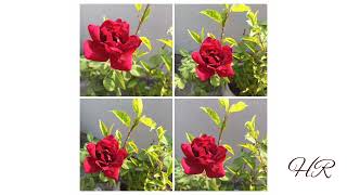 instrumental status ....| flowers status | Rose 🌹❤️
