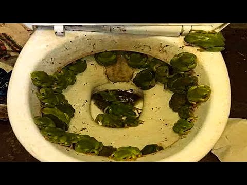 tahm kench abusers meet up club