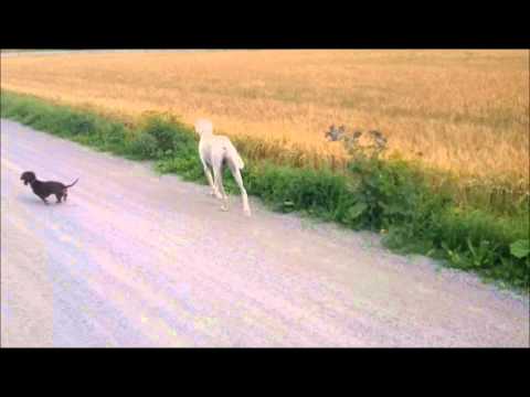 Amasonelands Soroush and Ghaiyda-Razuna al Firdous