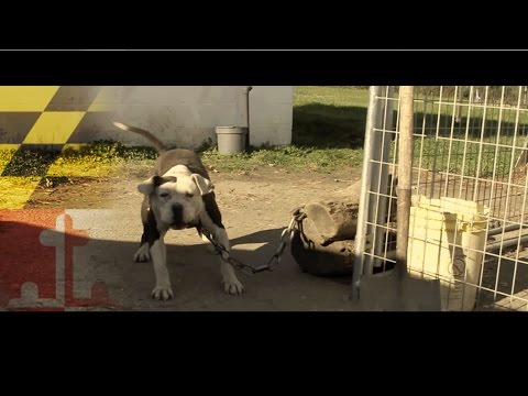 SHOCKAVELLI - MURDALAND | Dir. @SHOTBYLUCAS