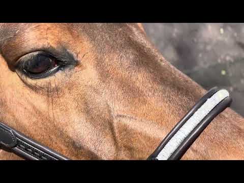 Licol PENELOPE "Harmonie"