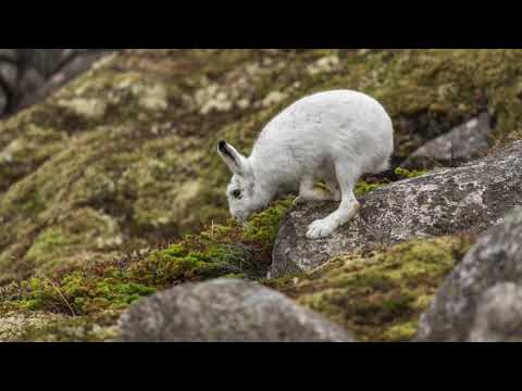 Lesson 12 - Herbivores of Greenland