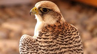 Peregrine Falcon Sounds  Peregrine Falcon Sound Ef