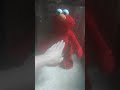 TICKLE ME ELMO LIVE