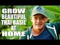 When to Plant Grow Thai Basil in the Garden & Containers
