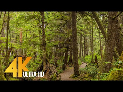 Virtual Hike along Iverson Railroad and Northwest Timber Trails - 4K Forest Walk with Birds Song