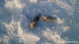 Ссылка