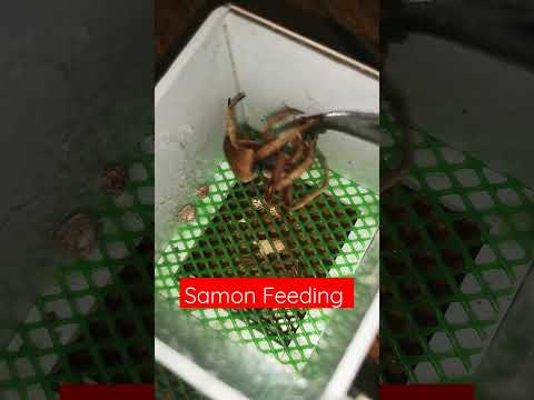 Samon Feeding Time!