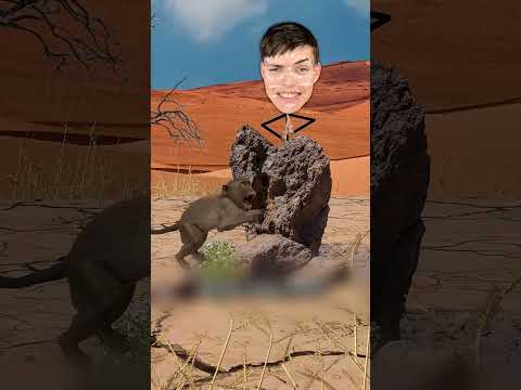 اسهل طريقة عشان تصطاد القرود 😱 #shortvideo