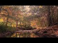 Microfolk: Chaz Knapp, Chaz Prymek, Cy Werner (Official Video)