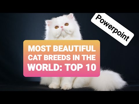 MOST BEAUTIFUL CAT BREEDS IN THE WORLD: Top 10 | Appearance and Personality