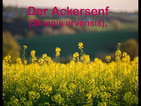 Der Ackersenf (Sinapis arvensis)