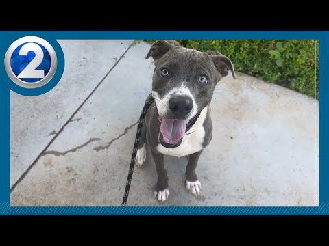 Active, playful Soldier looking for fur-ever home - YouTube