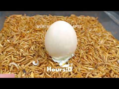 Mealworms Eating a Boiled Egg (50 Hours in 1 Minute)