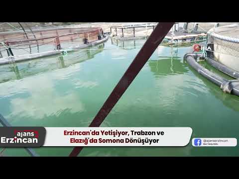 Erzincan'da Yetişiyor, Trabzon ve Elazığ'da Somona Dönüşüyor