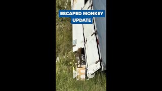 Search is on for 3 escaped monkeys after truck overturns on Mississippi highway