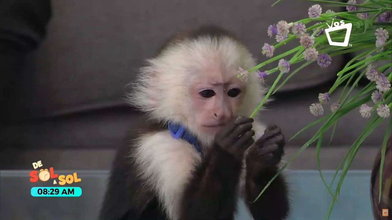 Watch ¿Se puede tener un mono como mascota Now ¿Se puede tener un mono como mascota