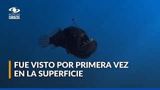 ¿Por qué es tan raro que se haya avistado el pez diablo a plena luz del día? David Jara responde