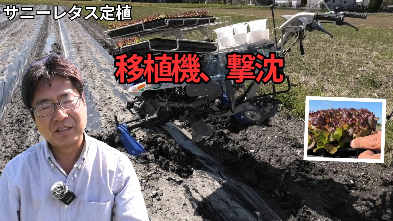 雨上がりの畑で地獄…サニーレタス定植が大失敗しました（2026.4.3）