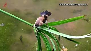 Download lagu Sound and Appearance of White-rumped Munia Lonchura striata in the Wild. mp3