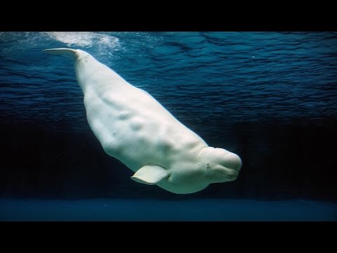 【TED】Kate Stafford: How human noise affects ocean habitats (How human noise affects ocean habitats | Kate Stafford)