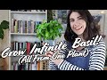 How To Grow More Basil Than You Can Possibly Eat (For Super CHEAP!) | Lucy Bloom