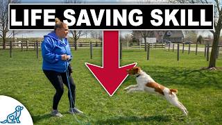 The Command That Saves Dogs Lives (Do You Know It?)