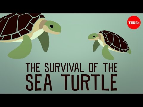 3rd YouTube video about are sea turtles dangerous