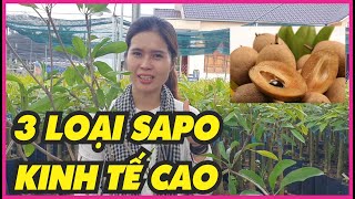 Cây giống hồng xiêm ruột đỏ khổng lồ