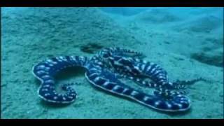 preview picture of video 'Most intelligent Mimic Octopus in the world'