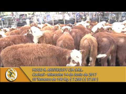 14-06-17 Venta de Machos - Hugo R. Aristegui y Cia S.R.L. - Cacharì