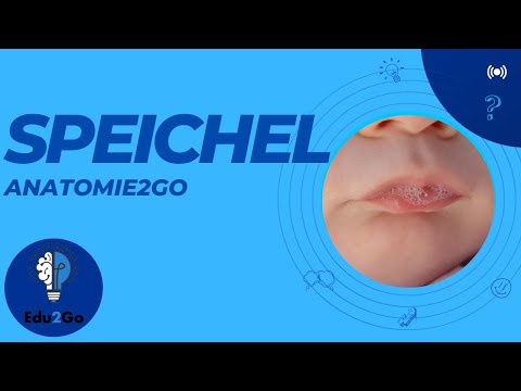 Du produzierst 1,5 Liter SPEICHEL pro Tag | Anatomie2Go