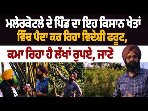 A farmer from Malerkotla village is growing foreign fruits in his fields and earning lakhs of rupees, find out more. File Photo.