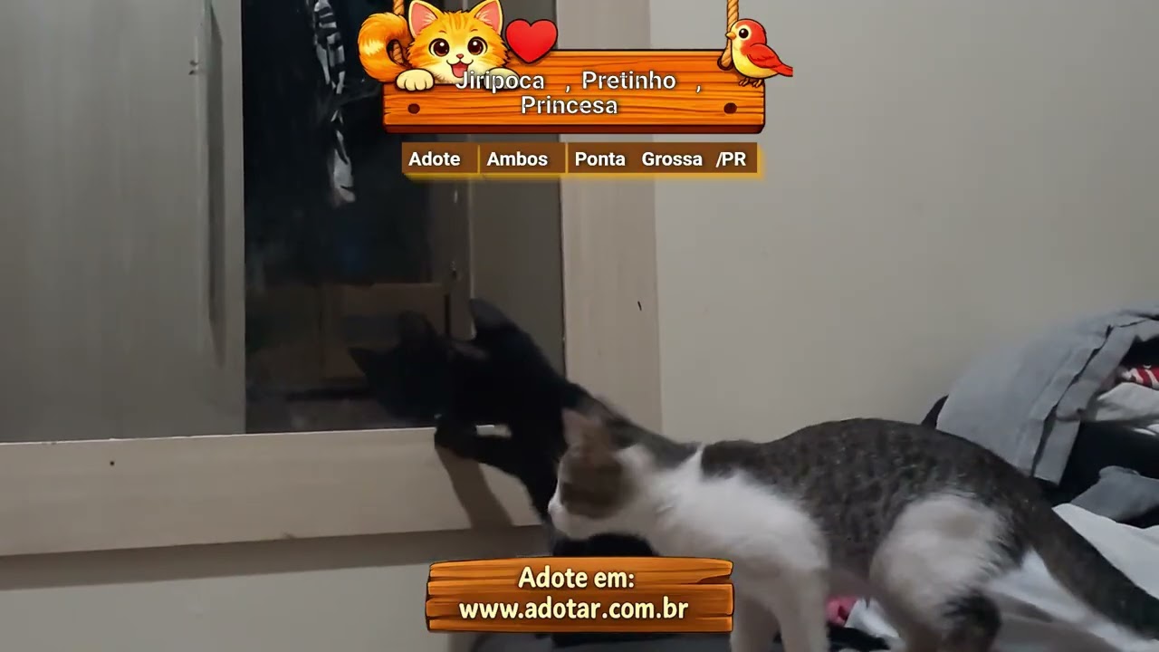 Gato raça SRD-ViraLata idade 2 a 6 meses nome Jiripoca, Pretinho, Princesa