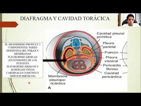 EMBRYOLOGY: THE INTESTINAL TUBE AND BODY CAVITIES