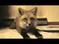 Что говорит лиса? ( What does the Fox say? ) 