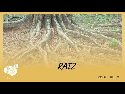 ROOT - Elementary Education