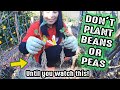 Don't Plant Beans Or Peas In Your Garden Before Watching This!