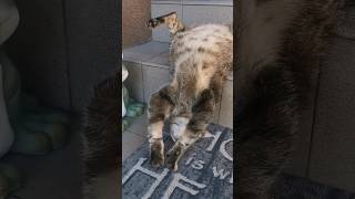 Sleepy Cats #cat #cute #catvideo #cutecat #funnyvideo