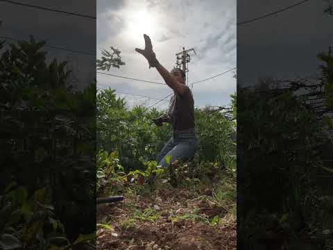 يلا عالفول 🤤 #maybsatcooks