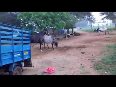 Любовь лошадь к корови