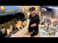 SAB PUPPIES KO RESCUE KARKY PET HOUSE MIAN LY AYE