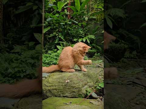 Tessie the Cat, Guardian of the Garden! #cat #garden #plants