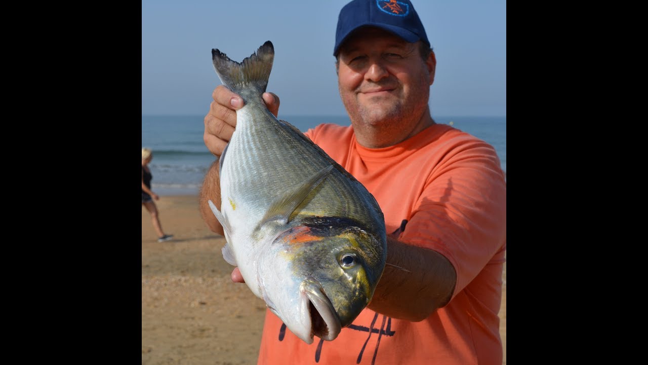 PESCA SURFCASTING EL MEJOR CEBO PARA LA DORADA
