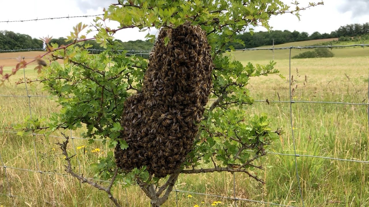 How To Catch & Re-home A Swarm Of Bees With Cotswold Bees