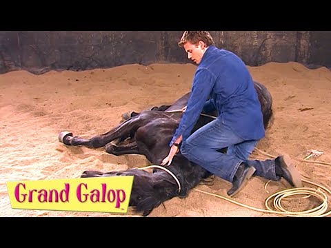 Grand Galop - Épisodes 21 à 24 | Compilation | Grand Galop Saison 2