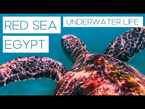 Red Sea Egypt - Incredible Underwater Life 🐢 | Cinematic Diving Video 4K