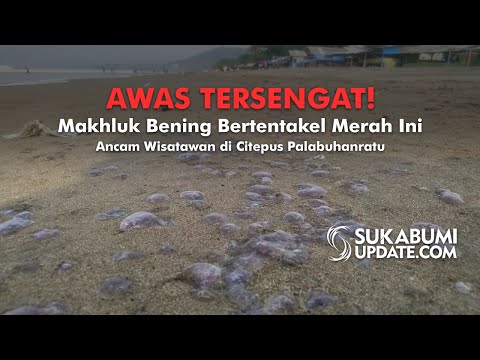 Video: Awas Tersengat! Makhluk Bening Bertentakel Merah Ini Ancam Wisatawan di Palabuhanratu
