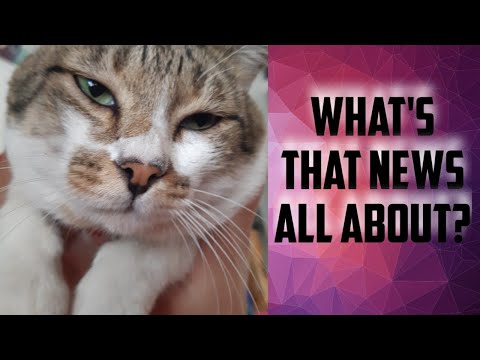 How to Love a Boss Cat 2020