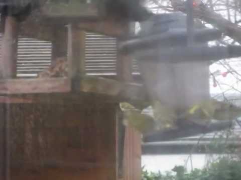 Wind? What Wind? Funny Birds